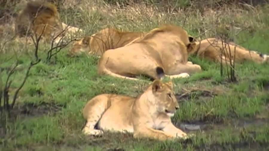 5 Hours Nairobi National Park Game Drive Tour 4x4 Open Roof - Three ecosystems in one compact park