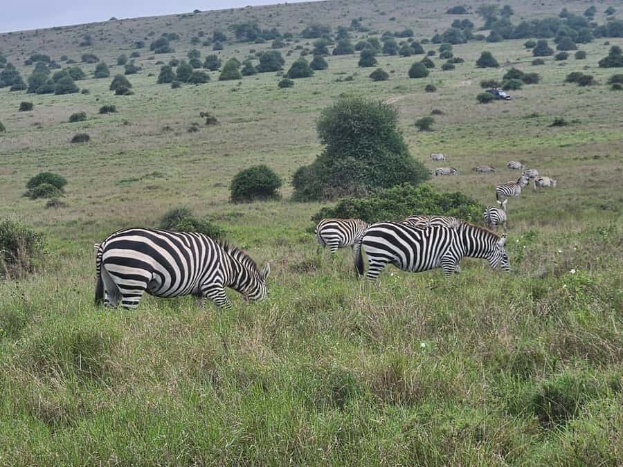 5 Hours Nairobi National Park Game Drive Tour 4x4 Open Roof - What you might see from the open-roof 4x4