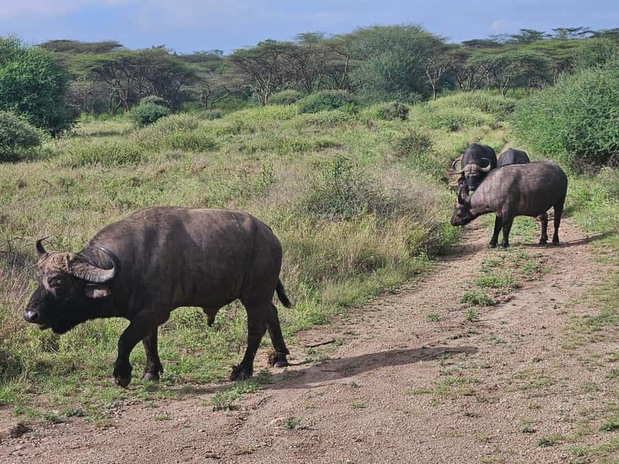 5 Hours Nairobi National Park Game Drive Tour 4x4 Open Roof - A closer look at the timing and route