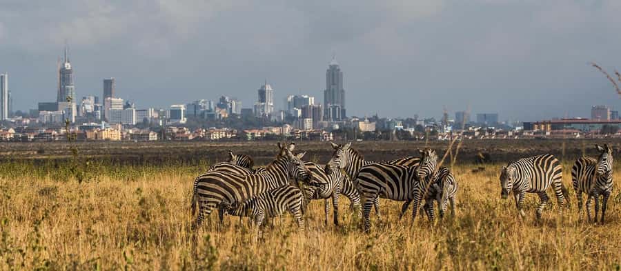 5 Hours Nairobi National Park Game Drive Tour 4x4 Open Roof - The extra stops and added costs
