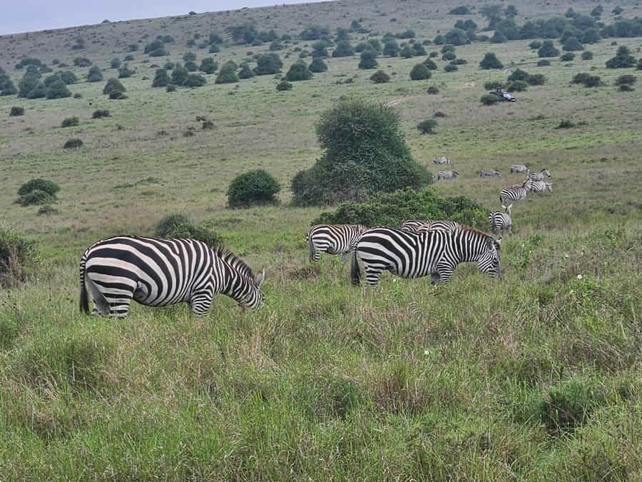 5 Hours Nairobi National Park Game Drive Tour 4x4 Open Roof - Is $123 or more a fair price?
