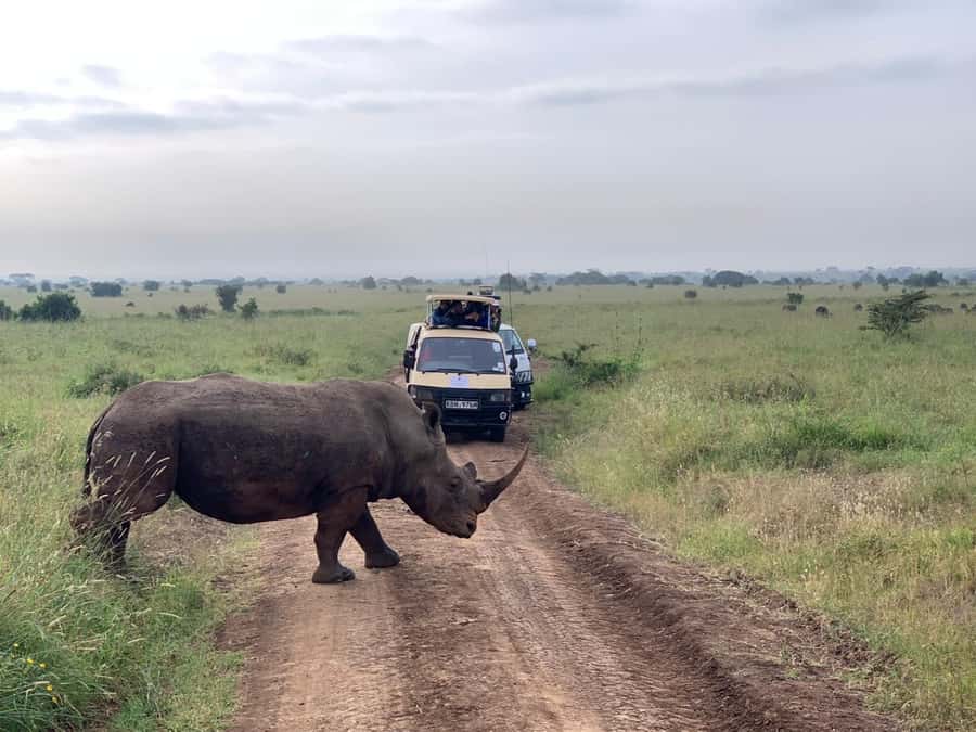 5 Hours Nairobi National Park Game Drive Tour 4x4 Open Roof - Who will get the most from this safari?