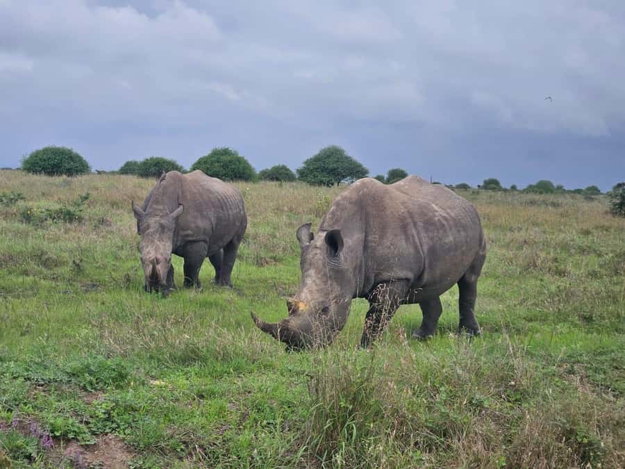 5 Hours Nairobi National Park Game Drive Tour 4x4 Open Roof - Why the sunrise departure matters