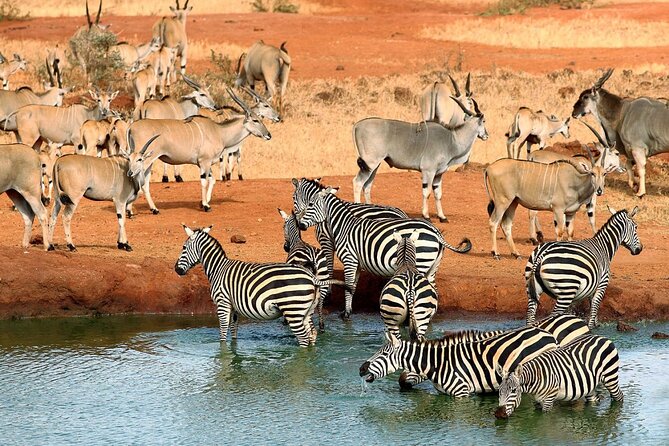 5days Tour Tsavo East & west, Amboseli from Mombasa / Nairobi - Day 3: From Tsavo West to Amboseli