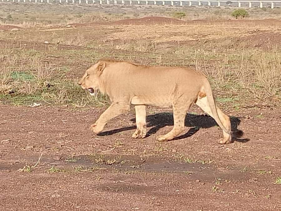 5Hrs Nairobi National Park MorningEvening Gamedrive 4x4 Van - The vehicle, roof, and rough-road reality
