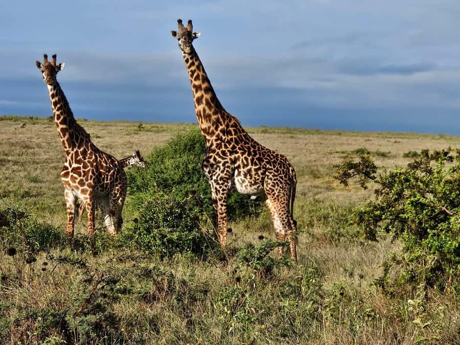 5Hrs Nairobi National Park MorningEvening Gamedrive 4x4 Van - City skyline views and the feeling of place