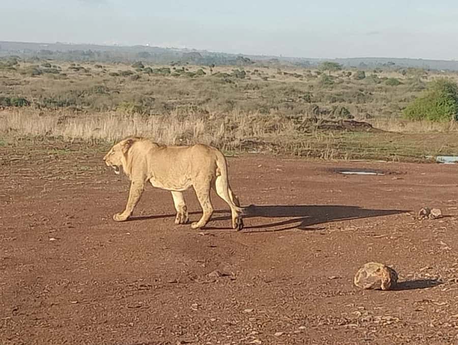 5Hrs Nairobi National Park MorningEvening Gamedrive 4x4 Van - What the $80 price really buys you
