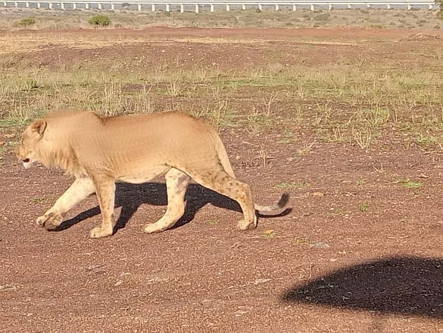 5Hrs Nairobi National Park MorningEvening Gamedrive 4x4 Van - Who should book this Nairobi safari?