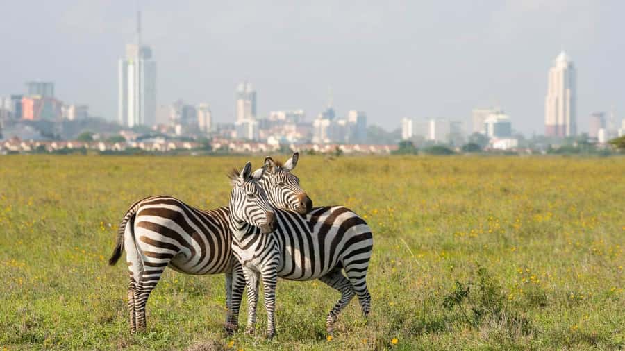 5Hrs Nairobi National Park MorningEvening Gamedrive 4x4 Van - What the four-hour game drive is really like