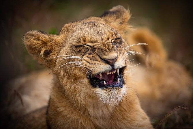 5Hrs Nairobi National Park MorningEvening gamedrive 4x4 vehicle - The early park drive and the search for animals