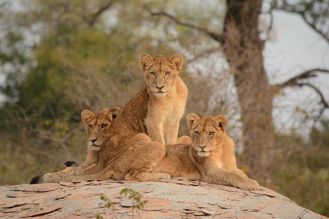 5Hrs Nairobi National Park MorningEvening gamedrive 4x4 vehicle - The 4x4 vehicle, comfort, and group size