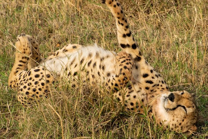 5Hrs Nairobi National Park MorningEvening gamedrive 4x4 vehicle - Water, park fees, and the details that affect value
