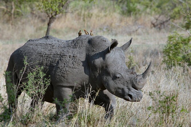 5Hrs Nairobi National Park MorningEvening gamedrive 4x4 vehicle - Who will enjoy this Nairobi safari most