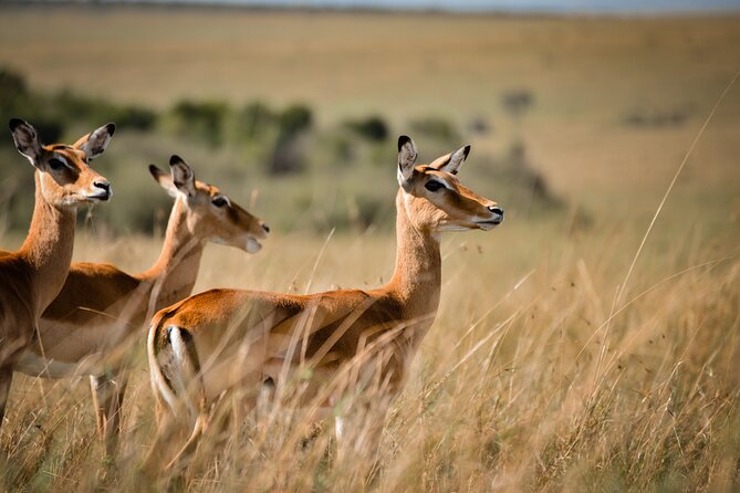 6-Day 5 Nights Masai Mara, Lake Nakuru & Amboseli Budget Safari - Day four: Rhinos and birds at Lake Nakuru