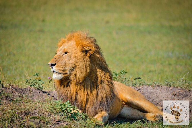 6-Day 5 Nights Masai Mara, Lake Nakuru & Amboseli Budget Safari - Day six: One last game drive before Nairobi