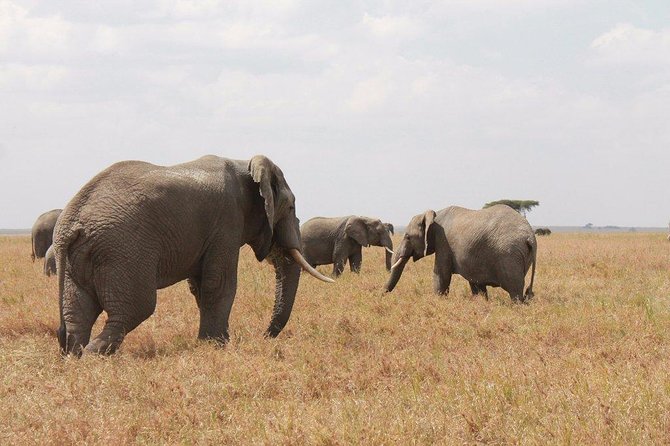 6-Day Kenya and Tanzania safari - Why this Kenya and Tanzania route works
