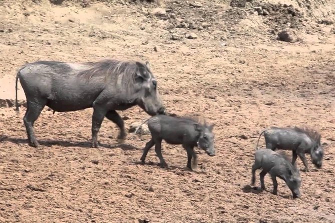 6-Day Kenya and Tanzania safari - Day 4: Eight hours in Serengeti National Park