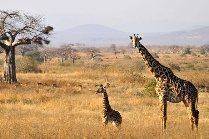 6-Day Kenya and Tanzania safari - Lodges, tented camps, and included meals