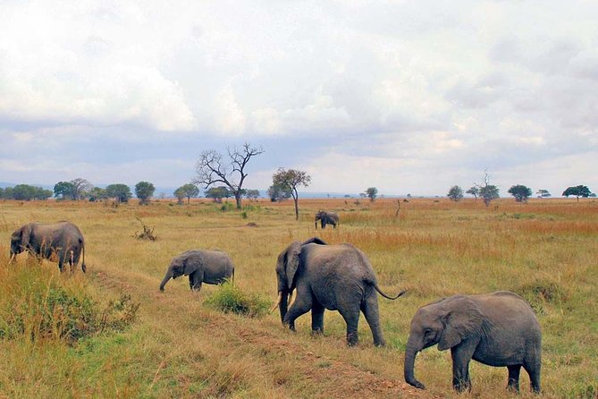 6-Day Kenya and Tanzania safari - Day 1: Nairobi to Maasai Mara in six hours