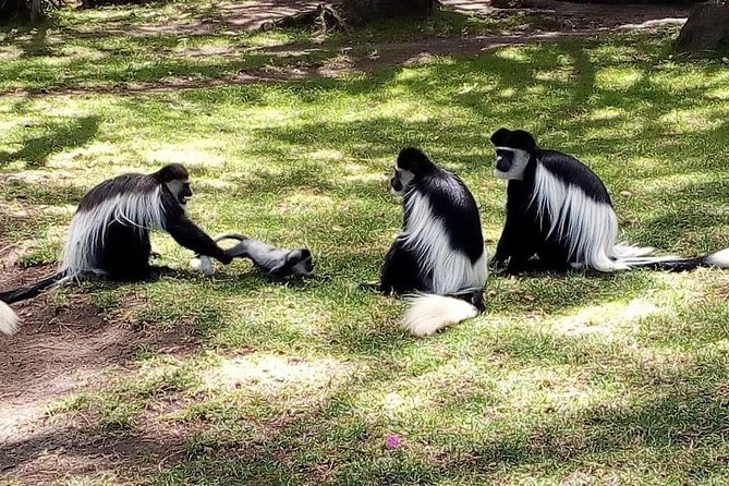 6 Day Maasai Mara, Lake Nakuru, Amboseli National Park - Day 4: The first Maasai Mara game drive