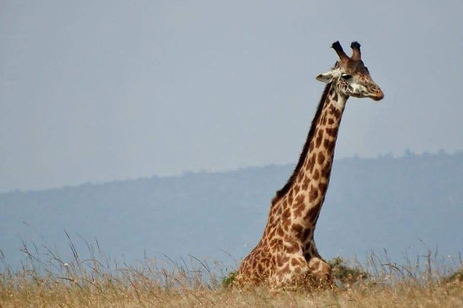 6 Day Maasai Mara, Lake Nakuru, Amboseli National Park - Day 5: Searching the Mara for the Big Five
