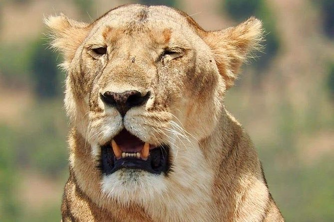 6 Day Maasai Mara, Lake Nakuru, Amboseli National Park - Day 2: A full Amboseli game drive