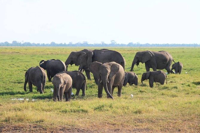 6-Day Maasai Mara, Lake Nakuru and Amboseli Safari - Day 4: Lake Nakuru to elephant country in Amboseli