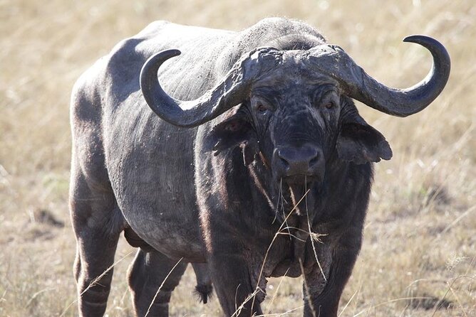 6-Day Maasai Mara, Lake Nakuru and Amboseli Safari - Day 5: Kilimanjaro views and a full day in Amboseli
