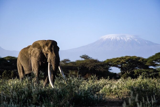 6-Day Maasai Mara, Lake Nakuru and Amboseli Safari - What the $3,040.55 price includes