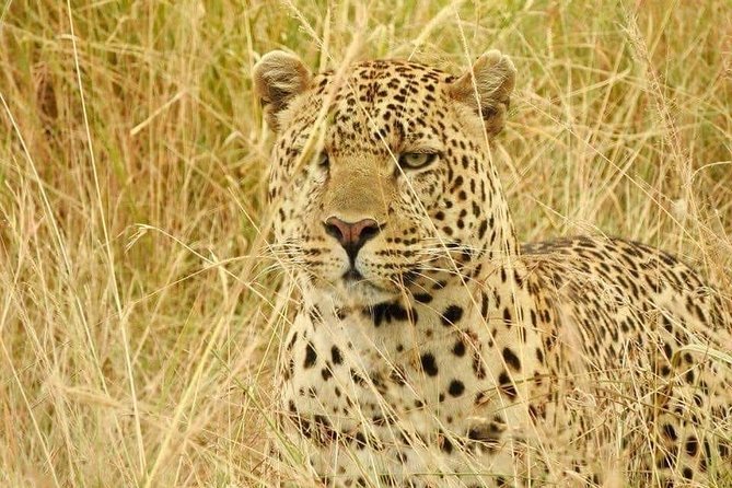 6-Day Maasai Mara Reserve, Lake Naivasha, Amboseli National Park - Day 4: South toward Amboseli and Mount Kilimanjaro