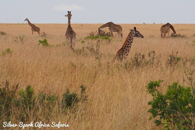 6-Day Maasai Mara Reserve, Lake Naivasha, Amboseli National Park - Wildlife viewing and the Big Five