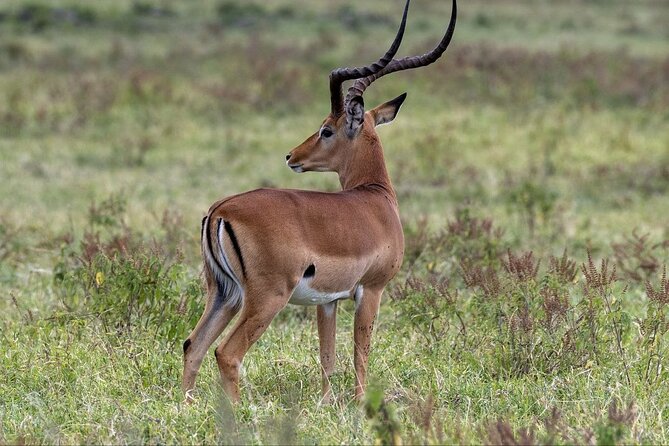 6-Day Maasai Mara Reserve, Lake Naivasha, Amboseli National Park - Accommodation, meals, and comfort