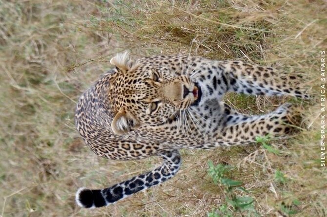 6-Day Maasai Mara Reserve, Lake Naivasha, Amboseli National Park - Day 2: A full day in Maasai Mara