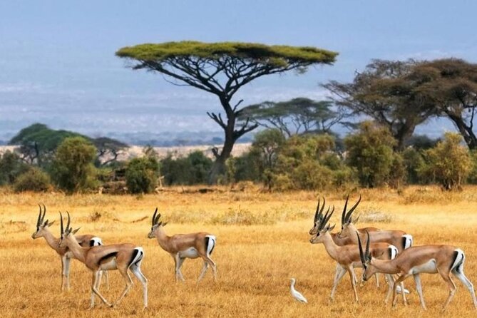 6-Day Private Landcruiser Safari to Masai Mara, Nakuru & Amboseli - What $2,165 buys you over six days
