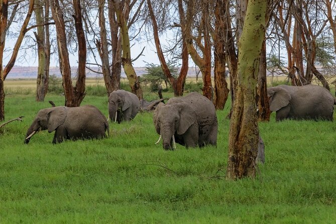 6-Day Private Landcruiser Safari to Masai Mara, Nakuru & Amboseli - Leaving the Mara for Lake Nakuru