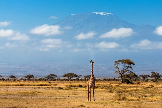 6-Day Private Landcruiser Safari to Masai Mara, Nakuru & Amboseli - The morning game drive at Lake Nakuru