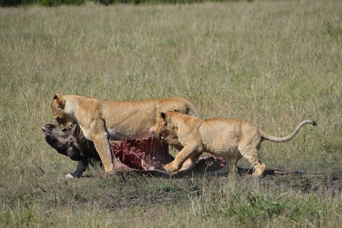 6-Day Private Landcruiser Safari to Masai Mara, Nakuru & Amboseli - The final game drive and return to Nairobi