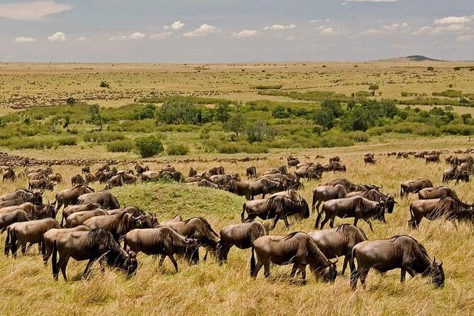 6-Day Private Landcruiser Safari to Masai Mara, Nakuru & Amboseli - The Landcruiser, guide and daily rhythm