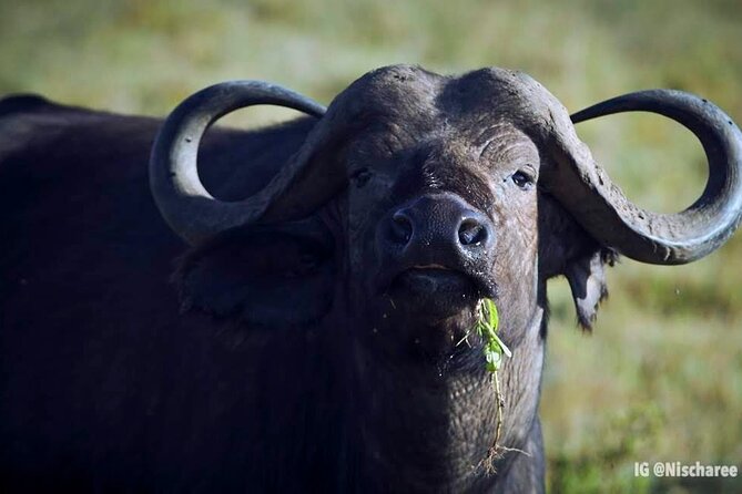 6-Day Samburu, Lake Nakuru, and Masai Mara Safari - Three parks, three different safari moods