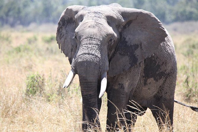 6-Day Samburu, Lake Nakuru, and Masai Mara Safari - Day 5: The main Masai Mara wildlife day