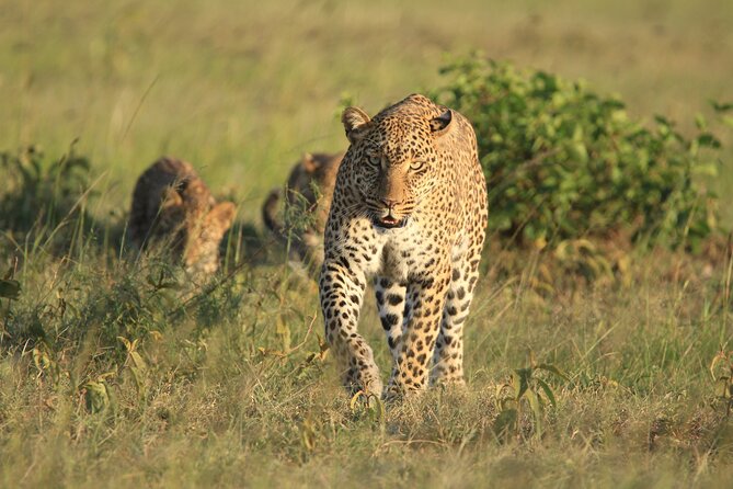 6-Day Samburu, Lake Nakuru, and Masai Mara Safari - Day 6: A final Mara drive and the return to Nairobi