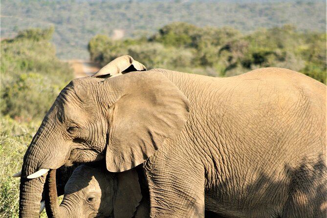 6 Days Amboseli, Lake Naivasha and Masai Mara Adventure - Day 4: Entering the Maasai Mara