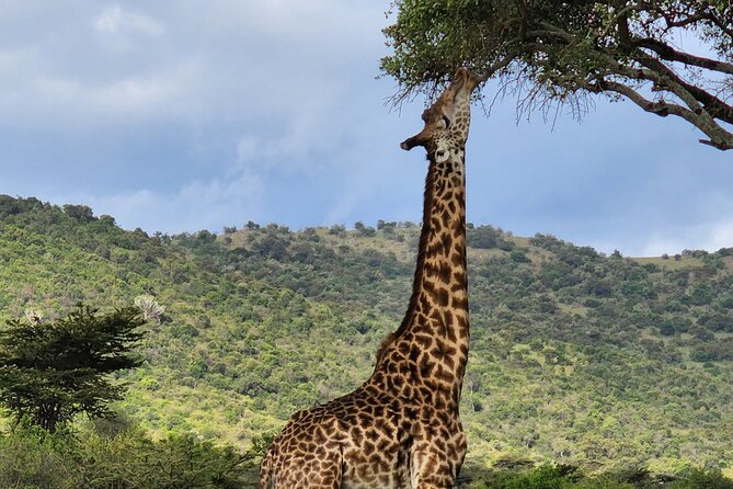 6 Days Amboseli, Lake Naivasha and Masai Mara Adventure - Day 2: Elephants, Kilimanjaro, and Maasai culture