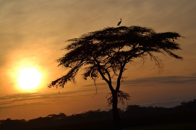 6 Days Amboseli, Lake Nakuru and Masai Mara - What this six-day Kenya safari does well