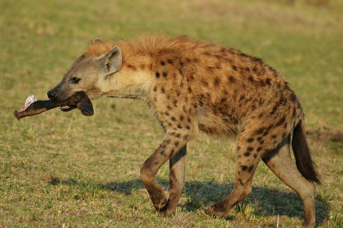 6 Days Amboseli, Lake Nakuru and Masai Mara - The guiding is a major part of the value
