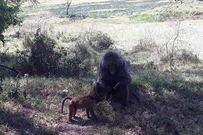 6 Days best of kenya safaris Maasai Mara-Lake Nakuru Amboseli National Park - Three parks, one efficient Kenya route