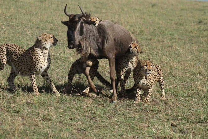 6 Days best of kenya safaris Maasai Mara-Lake Nakuru Amboseli National Park - Day two: a full day across the Mara