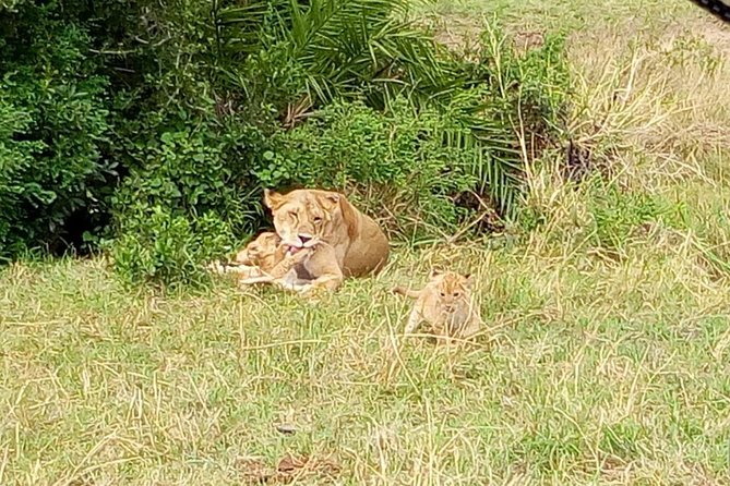 6 Days best of kenya safaris Maasai Mara-Lake Nakuru Amboseli National Park - Day five: elephants and Mount Kilimanjaro in Amboseli