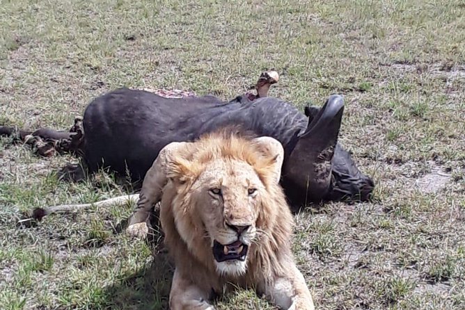 6 Days best of kenya safaris Maasai Mara-Lake Nakuru Amboseli National Park - Day six: one last drive before returning to Nairobi