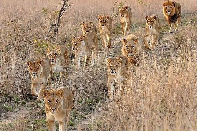 6 Days best of kenya safaris Maasai Mara-Lake Nakuru Amboseli National Park - Day one: arriving in Maasai Mara for an afternoon drive